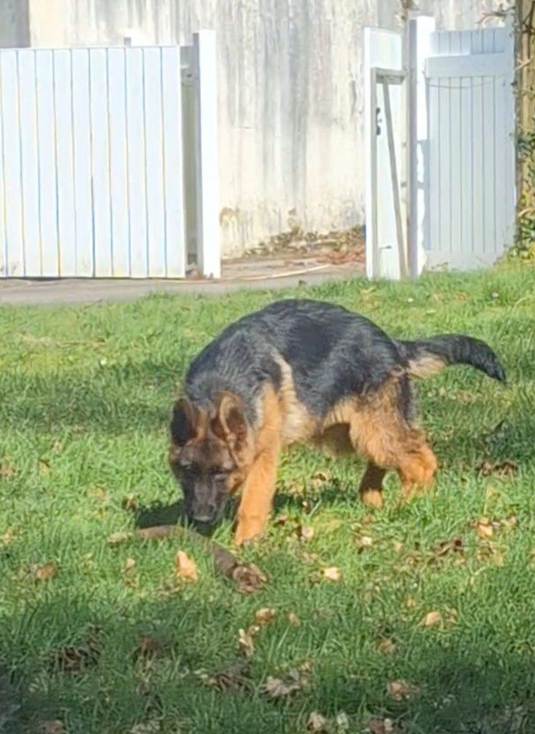 Alibi (Aslan) de La Vallée Des Chardons